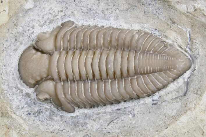 Ultra Rare Rielaspis Trilobite - Ontario, Canada #179439